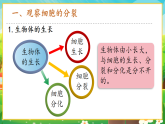 【新課標(biāo)新教材】人教版生物七上1.3.1《細(xì)胞通過分裂產(chǎn)生新細(xì)胞》課件+教案+習(xí)題（含答案）