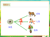 【新課標新教材】人教版生物七上1.3.2《動物體的結構層次》課件+教案+習題（含答案）