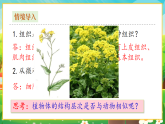 【新課標新教材】人教版生物七上1.3.3《植物體的結(jié)構(gòu)層次》課件+教案+習題（含答案）