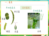 【新課標新教材】人教版生物七上2.1.1《藻類、苔蘚和蕨類》課件+教案+習題（含答案）
