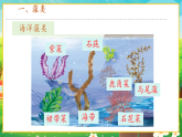 【新課標新教材】人教版生物七上2.1.1《藻類、苔蘚和蕨類》課件+教案+習題（含答案）