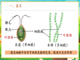 【新課標新教材】人教版生物七上2.1.1《藻類、苔蘚和蕨類》課件+教案+習題（含答案）