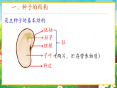 【新課標(biāo)新教材】人教版生物七上2.1.2《種子植物》課件+教案+習(xí)題（含答案）