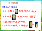 【新課標(biāo)新教材】人教版生物七上2.1.2《種子植物》課件+教案+習(xí)題（含答案）
