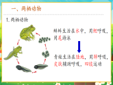 【新課標新教材】人教版生物七上2.2.2《脊椎動物--兩棲動物和爬行動物》課件+教案+習題 （含答案）