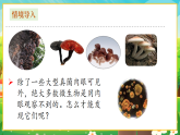 【新課標(biāo)新教材】人教版生物七上2.3.1《微生物的分布》課件+教案+習(xí)題 （含答案）