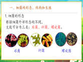 【新課標(biāo)新教材】人教版生物七上2.3.2《細(xì)菌》課件+教案+習(xí)題 （含答案）