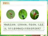 【新課標新教材】人教版生物七上2.4.2《從種到界》課件+教案+習題 （含答案）