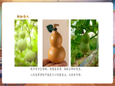 【新教材新課標(biāo)】湘美版美術(shù)一年級上冊第2單元第1課 可愛的葫蘆（課件+教學(xué)設(shè)計+視頻素材）