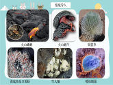 1.1.1形形色色的生物课件----2024-2025学年北师大（2024版）七年级生物上册