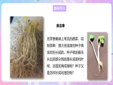 【新课标】冀少版生物八上3.1.1《种子萌发的过程》 课件+教案+学案