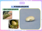 【新课标】冀少版生物八上3.1.1《种子萌发的过程》 课件+教案+学案