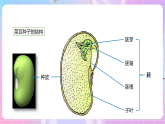 【新课标】冀少版生物八上3.1.1《种子萌发的过程》 课件+教案+学案