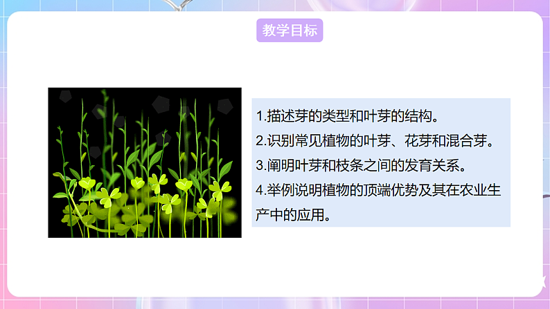 【新课标】冀少版生物八上3.1.3《芽的发育》 课件第2页