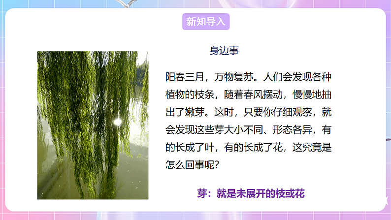 【新课标】冀少版生物八上3.1.3《芽的发育》 课件第3页