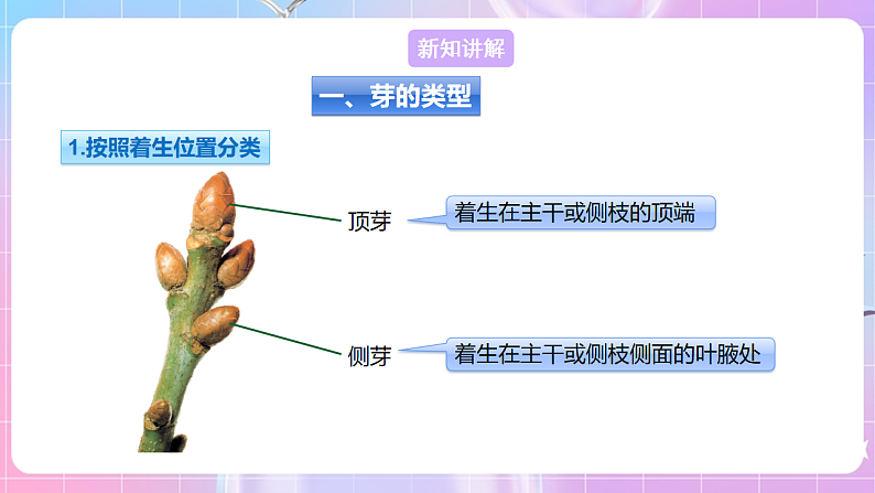 【新课标】冀少版生物八上3.1.3《芽的发育》 课件第4页