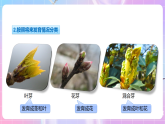 【新课标】冀少版生物八上3.1.3《芽的发育》 课件+教案+学案