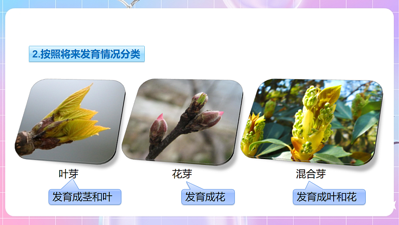 【新课标】冀少版生物八上3.1.3《芽的发育》 课件第5页