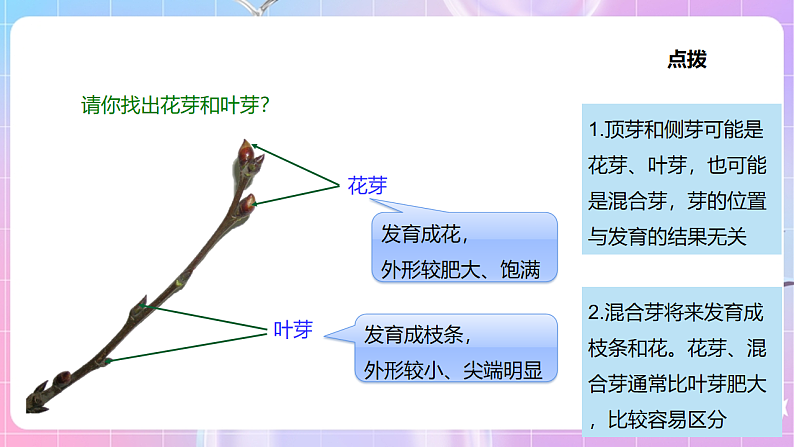 【新课标】冀少版生物八上3.1.3《芽的发育》 课件第6页