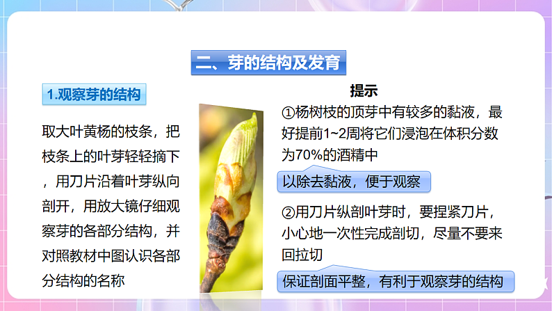 【新课标】冀少版生物八上3.1.3《芽的发育》 课件第7页