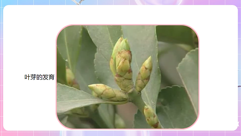 【新课标】冀少版生物八上3.1.3《芽的发育》 课件第8页