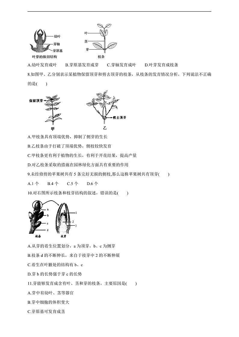 【新课标】冀少版生物八上3.1.3《芽的发育》学案第3页