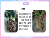 【新課標(biāo)】冀少版生物八上3.2.1《根的生長》 課件+教案+學(xué)案