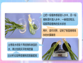 【新课标】冀少版生物八上3.2.2《根对水分的吸收》 课件+教案+学案
