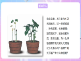 【新课标】冀少版生物八上3.3.1《光合作用的产物》课件+教案+学案