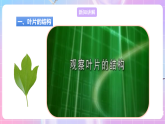【新课标】冀少版生物八上3.3.3《光合作用的场所》课件+教案+学案