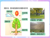 【新課標(biāo)】冀少版生物八上3.5《綠色植物在生物圈中的作用》課件+教案+學(xué)案