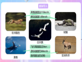 【新課標(biāo)】冀少版生物八上4.1.1《運動的基礎(chǔ)》課件+教案+學(xué)案