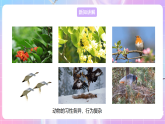 【新课标】冀少版生物八上4.2.1《动物行为的特点》课件+教案+学案