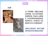 【新課標(biāo)】冀少版生物八上4.2.2《動物行為的類型》課件+教案+學(xué)案