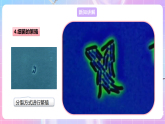 【新课标】冀少版生物八上5.1.1《细菌》第2课时 课件+教案+学案