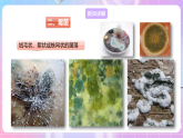 【新課標(biāo)】冀少版生物八上5.2.1《酵母菌和霉菌--2霉菌》課件+教案+學(xué)案