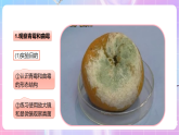 【新課標(biāo)】冀少版生物八上5.2.1《酵母菌和霉菌--2霉菌》課件+教案+學(xué)案