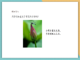 【核心素養(yǎng)新課標(biāo)】嶺南版美術(shù)四年級(jí)上冊(cè)第11課《美麗的荷塘》課件+教學(xué)設(shè)計(jì)