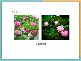 【核心素養(yǎng)新課標(biāo)】嶺南版美術(shù)四年級(jí)上冊(cè)第11課《美麗的荷塘》課件+教學(xué)設(shè)計(jì)