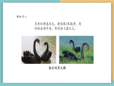 【核心素養(yǎng)新課標】嶺南版美術四年級上冊第12課《快樂的黑天鵝》課件+教學設計