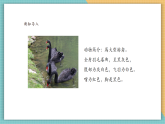 【核心素養(yǎng)新課標】嶺南版美術四年級上冊第12課《快樂的黑天鵝》課件+教學設計