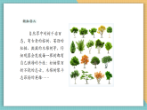 【核心素養(yǎng)新課標】嶺南版美術四年級上冊第13課《千姿百態(tài)的樹》課件+教學設計