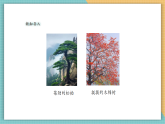 【核心素養(yǎng)新課標】嶺南版美術四年級上冊第13課《千姿百態(tài)的樹》課件+教學設計