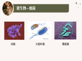 人教版生物七年级上册2.3.1《微生物的分布》课件