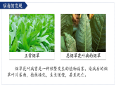 人教版生物七年级上册2.3.4《病毒》课件