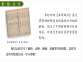人教版生物七年级上册2.4.1《尝试对生物进行分类》教学课件