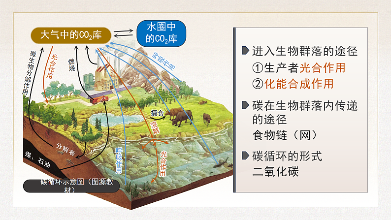 3.3  生态系统的物质循环 （课件版权归属“一起课件”，只供个人使用，请勿私自传播，违者必究）第8页