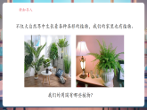【核心素養(yǎng)大單元】教科版科學(xué)一年級上冊1.1《我們知道的植物》單元整體設(shè)計+課件+教案
