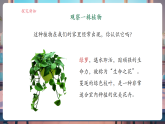 【核心素養(yǎng)大單元】教科版科學(xué)一年級上冊1.2《觀察植物》單元整體設(shè)計+課件+教案