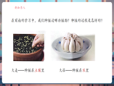 【核心素養(yǎng)大單元】教科版科學(xué)一年級上冊1.3《植物長在哪里》單元整體設(shè)計+課件+教案+素材